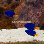Yellowtail Damselfish, Trio (click for more detail)