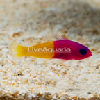 Bicolor Dottyback (click for more detail)