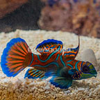 Green Mandarin (click for more detail)