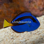 Blue Tang  (click for more detail)