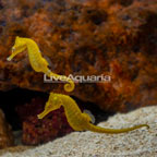 Captive-Bred Lined Seahorse Pair (click for more detail)