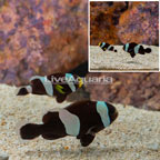 Saddleback Clownfish, Pair (click for more detail)