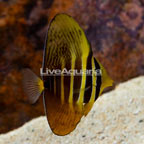 Sailfin Tang (click for more detail)