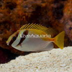 Blue-Lined Rabbitfish  (click for more detail)