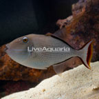 Striped Triggerfish  (click for more detail)