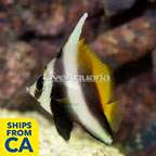 Singular Bannerfish (click for more detail)