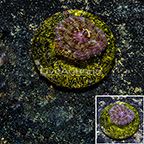Scolymia Coral Indonesia (click for more detail)