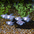 White Skirt Tetra (Group of 6) (click for more detail)