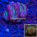 LiveAquaria® Cultured Ultra Acan Lord Coral (click for more detail)