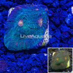 Austalia Cultured Ultra Chalice Coral (click for more detail)