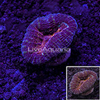 USA Cultured Ultra Lobophyllia Coral (click for more detail)