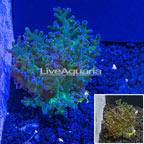 Australia Cultured Frogspawn Coral (click for more detail)
