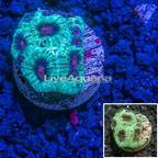 LiveAquaria® Aquacultured Dipsastraea Brain Coral  (click for more detail)