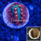 LiveAquaria® Aquacultured Green Cyphastrea Coral (click for more detail)