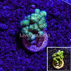 USA Cultured Green Pocillopora Coral (click for more detail)