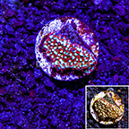 LiveAquaria® Aquacultured Ultra Montipora Coral (click for more detail)