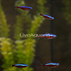 Cardinal Tetra (Group of 5) EXPERT ONLY (click for more detail)