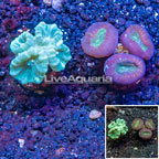 LiveAquaria® Two Pack Cultured Caulastrea Coral (click for more detail)