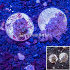 LiveAquaria® Two Pack Cultured Xenia Coral (click for more detail)