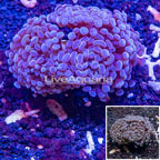 LiveAquaria® Cultured Hammer Coral (click for more detail)