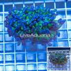 LiveAquaria® Cultured Ultra Hammer Coral (click for more detail)
