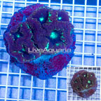 Blastomussa Coral Indonesia (click for more detail)