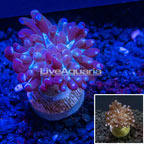 LiveAquaria® Cultured Hammer Coral (click for more detail)