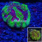 Australia Cultured Dipsastraea Brain Coral  (click for more detail)