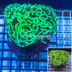 Hammer Coral Indonesia (click for more detail)
