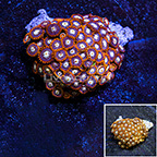 Alpha Colony Polyp Rock Zoanthus IM (click for more detail)