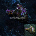 Actinodiscus Mushroom Coral Indonesia (click for more detail)
