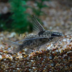 High-fin Syndodontis Catfish (click for more detail)