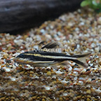 Striped Raphael Catfish (click for more detail)