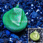 USA Cultured Jolly Green Giant Porites Frag (click for more detail)