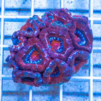 LiveAquaria® Cultured Acan Lord Coral (click for more detail)