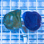 LiveAquaria® Two Pack Cultured Montipora Coral (click for more detail)