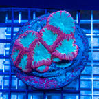 Blastomussa Coral Indonesia (click for more detail)