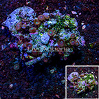 Red People Eater Colony Polyp Rock Zoanthus IM (click for more detail)
