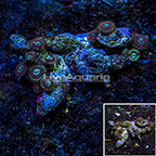 Houdini Colony Polyp Rock Zoanthus IM (click for more detail)