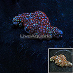 Alpha and Omega Colony Polyp Rock Zoanthus Indonesia IM (click for more detail)