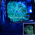 Bubble Tip Anemone Green (click for more detail)