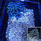 Condy Anemone (click for more detail)
