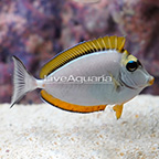 Blonde Naso Tang (click for more detail)