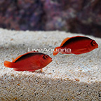 Flame Hawkfish, Pair (click for more detail)