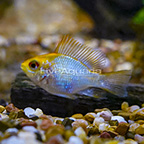 Platinum Balloon Ram Cichlid EXPERT ONLY (click for more detail)