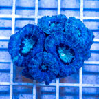 LiveAquaria® Cultured Acan Lord Coral (click for more detail)