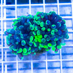 LiveAquaria® Cultured Ultra Hammer Coral (click for more detail)
