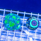 LiveAquaria® Two Pack Cultured Acan and Goniastrea Coral (click for more detail)