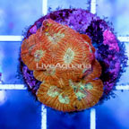 USA Cultured Ultra Favia Brain Coral (click for more detail)