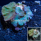 Cabbage Leather Coral Indonesia  (click for more detail)